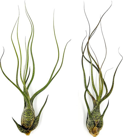 ragnaroc Live Air Plants - Tillandsia Butzii, Jumbo 7-9" - 2ct - Live Arrival Guaranteed - House Plants for Home Decor & Gift