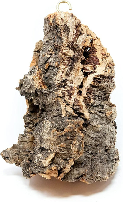 3 Small Chunk Natural Cork Bark DIY Kit with Three Assorted Air Plants, Glue and Hook - Live Tillandsia Succulent House Plant - Wholesale and Bulk - Easy Care Indoor and Outdoor Plants
