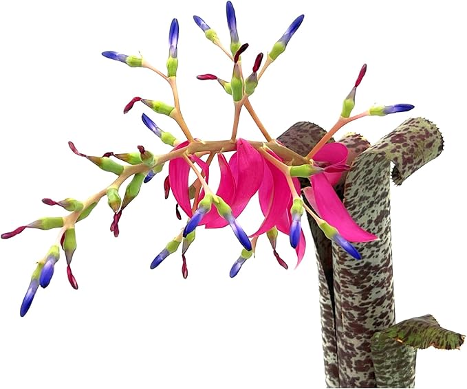 ragnaroc Live Plants – Bromeliad Billbergia Marmorata, 12" in 5" Pot - 1ct - Live Arrival Guaranteed - House Plants for Home Decor & Gift