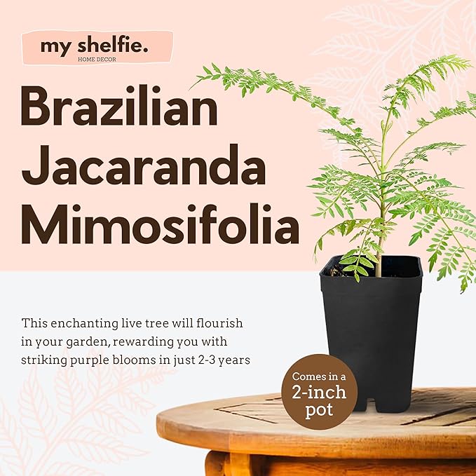 Mini Jacaranda Tree, 3-4 Inch Tall Bonsai Tree in 2-Inch Pot, Trees Live Plants Outdoor Hardiness Zones 9-11, Bonsai Live with Purple Flowers