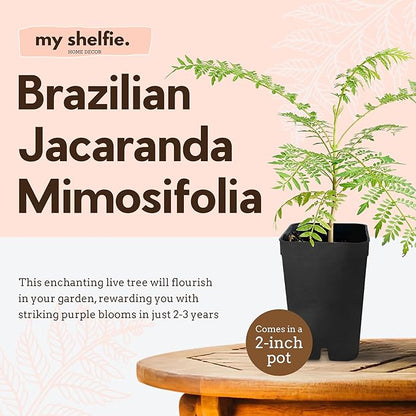 Mini Jacaranda Tree, 3-4 Inch Tall Bonsai Tree in 2-Inch Pot, Trees Live Plants Outdoor Hardiness Zones 9-11, Bonsai Live with Purple Flowers
