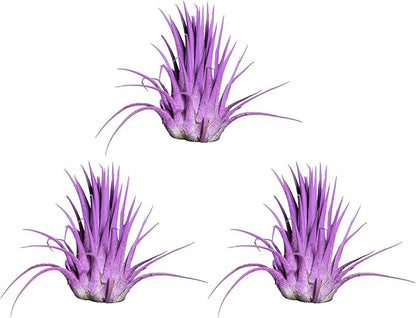 Air Plants - Tillandsia Ionantha - Organically Enhanced Color - Live Arrival Guaranteed - House Plants for Home Decor & Gift (3pk Lavender + White Barrels)