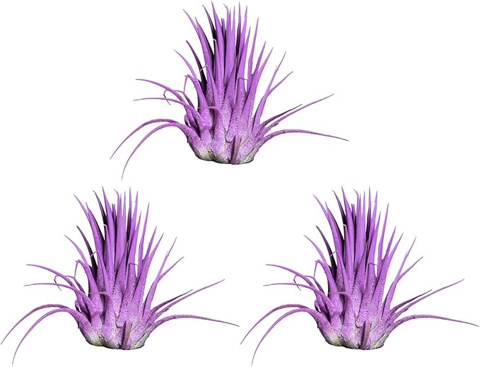 Air Plants 3 Pack - Tillandsia Ionantha - 3 Hole Planter - Organically Enhanced Color - Live Arrival Guaranteed - House Plants for Home Decor & Gift (3Pk + Black Planter) (3pk Lavender + Tan 3 Hole)