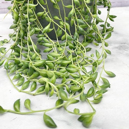 String of Pearls Plant Live 4 Inch Pot, Rare Succulents Plants in Hanging Baskets, Trailing Succulent Houseplant for Home Office (String of Banana)