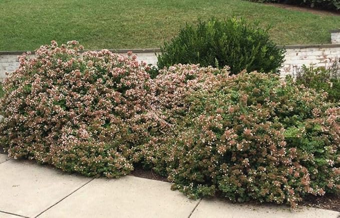 Abelia Chinensis Rose Creek - 10 Live Plants - Flowering Deer Resistant Butterfly Attracting Shrub