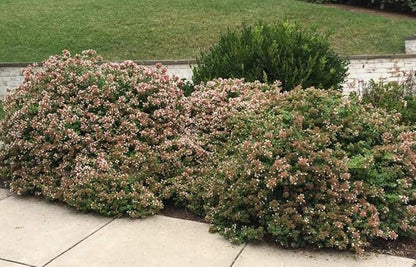 Abelia Chinensis Rose Creek - 60 Live Plants - Flowering Deer Resistant Butterfly Attracting Shrub