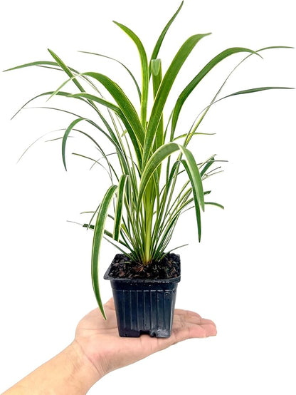 Variegated Liriope | 54 Live 4 Inch Pots | Liriope Muscari Variegata | Ornamental Ground Cover Plants | Evergreen Foliage