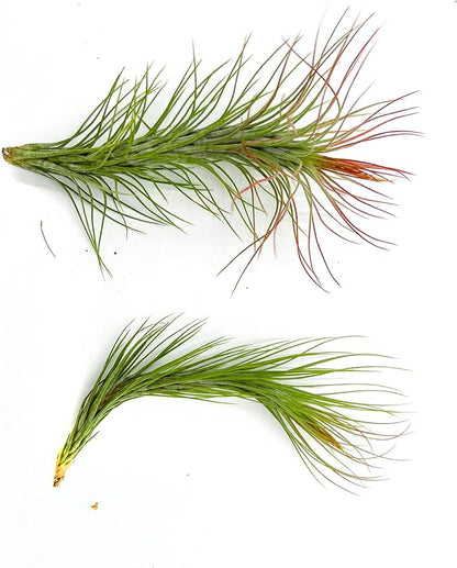 ragnaroc Air Plants - Tillandsia Funckiana Hybrid, Large 5-7" - 2ct - Live Arrival Guaranteed - House Plants for Home Decor & Gift