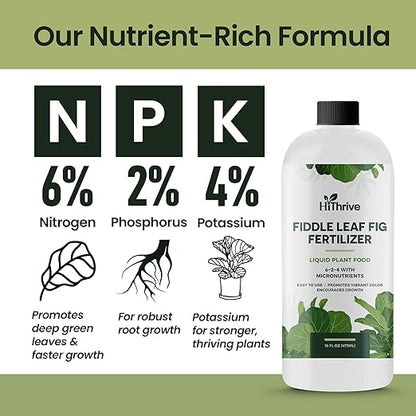 16oz Fiddle Leaf Fig Plant Food - Makes 96 Gallons of Fertilizer, Liquid Houseplant Fertilizer for Ficus Plants, Ideal Fiddle Leaf Fertilizer, 6-2-4 NPK Ficus Plant Food for Strong, Healthy Growth