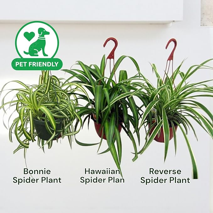 Spider Collection – Bonnie, Reverse & Hawaiian Varieties – Airplane, Pet Friendly Live Indoor Houseplant (4" Spider Plant Hawaiian)
