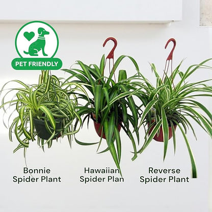 Spider Collection – Bonnie, Reverse & Hawaiian Varieties – Airplane, Pet Friendly Live Indoor Houseplant (4" Spider Plant Hawaiian)