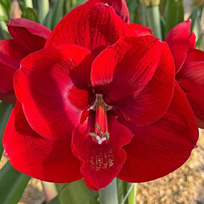 Amaryllis ‘Merengue’ Bulb – Exotic Hippeastrum Cybister Variety with Red Spider-Lily Style Petals | Rare Outdoor Amaryllis Flower Bulb, Easy-to-Grow Tropical Perennial for Garden Beds