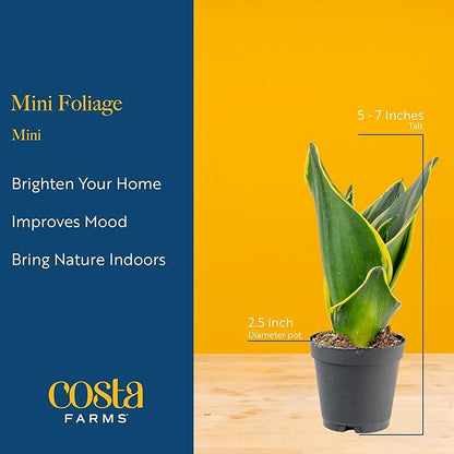 Costa Farms Live Mini Indoor Plants in Plastic Pots, Air Purifying Houseplants, Assorted Varieties, Home, Room, or Office Decor, House Warming or Birthday Gift, 4-6 Inches Tall, Pack of 20