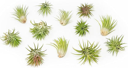12 Pack Assorted Large Ionantha Rubra Air Plants - Live Succulent House Plants - Available in Wholesale and Bulk - Home and Garden Decor - Easy Care Indoor/Outdoor Air Plant