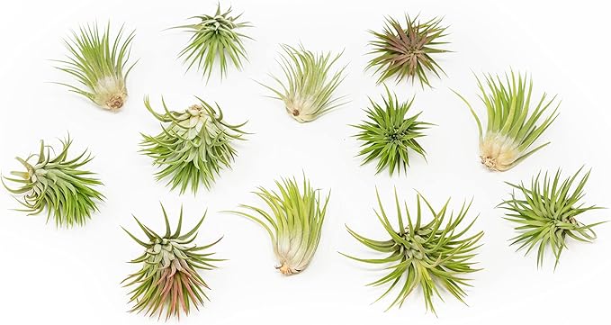 25 Pack Assorted Large Ionantha Rubra Air Plants - Live Succulent House Plants - Available in Wholesale and Bulk - Home and Garden Decor - Easy Care Indoor/Outdoor Air Plant