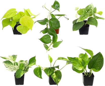 Plentiful Pothos & Philodendron (6-Pack), Pothos Live Plant Decor, Office Plants, Real Plants, Easy Indoor Plant, House Plants Indoors Live Plants Indoor Plants Live Houseplants by Plants for Pets