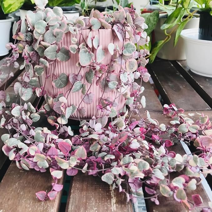 Variegated String of Hearts Live Plants, Easy Indoor Trailing Succulent in 4" Pot, Hanging Succulent Houseplant Indoor Outdoor Planting
