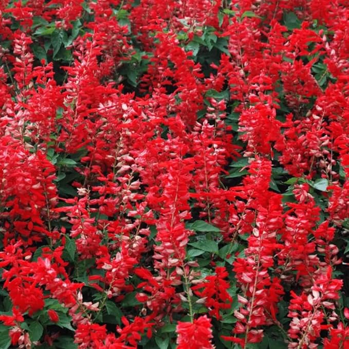 2 Vibrant Sage Salvia Live Plants, Fragrant Perennial Sage Plants Live for Spring Planting, Summer Planting, 5 to 10 Inches in Tall, (Scarlet Red)
