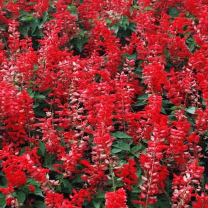 2 Vibrant Sage Salvia Live Plants, Fragrant Perennial Sage Plants Live for Spring Planting, Summer Planting, 5 to 10 Inches in Tall, (Scarlet Red)