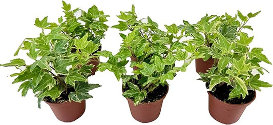 Variegated English Ivy (6 Plants) (2" Mini Pots/Starter Plants) 'Hedera Helix' | Terrariums | Fairy Gardens | Ground Cover