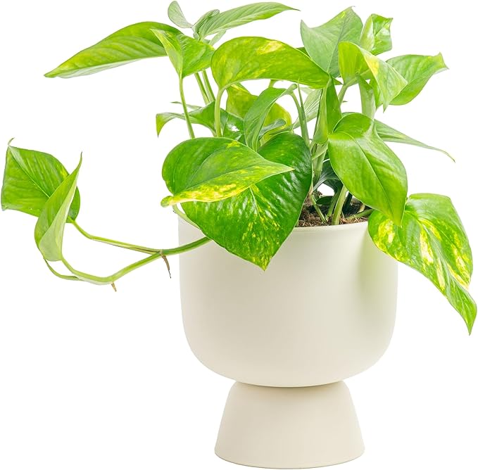 Costa Farms Golden Pothos Live Plant, Devil's Ivy in Decorative Pot, Easy to Maintain, Air Purifying Indoor Houseplant, Home, Room, or Office Decor, House Warming or Birthday Gift, 12-14 Inches Tall