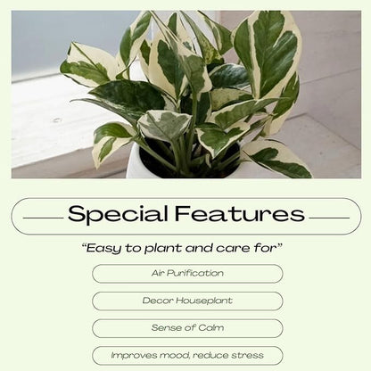2 Rare White Pattern Pothos Plant, Variegated Plant Live for Indoor, 3 Inches Pot