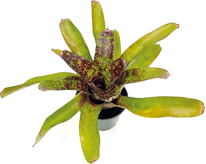 ragnaroc Live Plants – Bromeliad Neoregelia Fireball Aztec, 8-12", 4" - 1ct - Live Arrival Guaranteed - House Plants for Home Decor & Gift