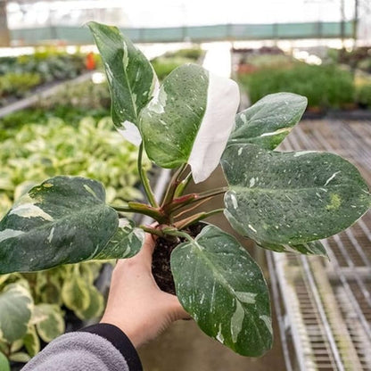Philodendron White Princess Live Plant for Indoor | Different Houseplants in 4'' & 6'' Pot | Real House Plant for Living Room, Office, Desk & Bathroom | erubescens White Princess
