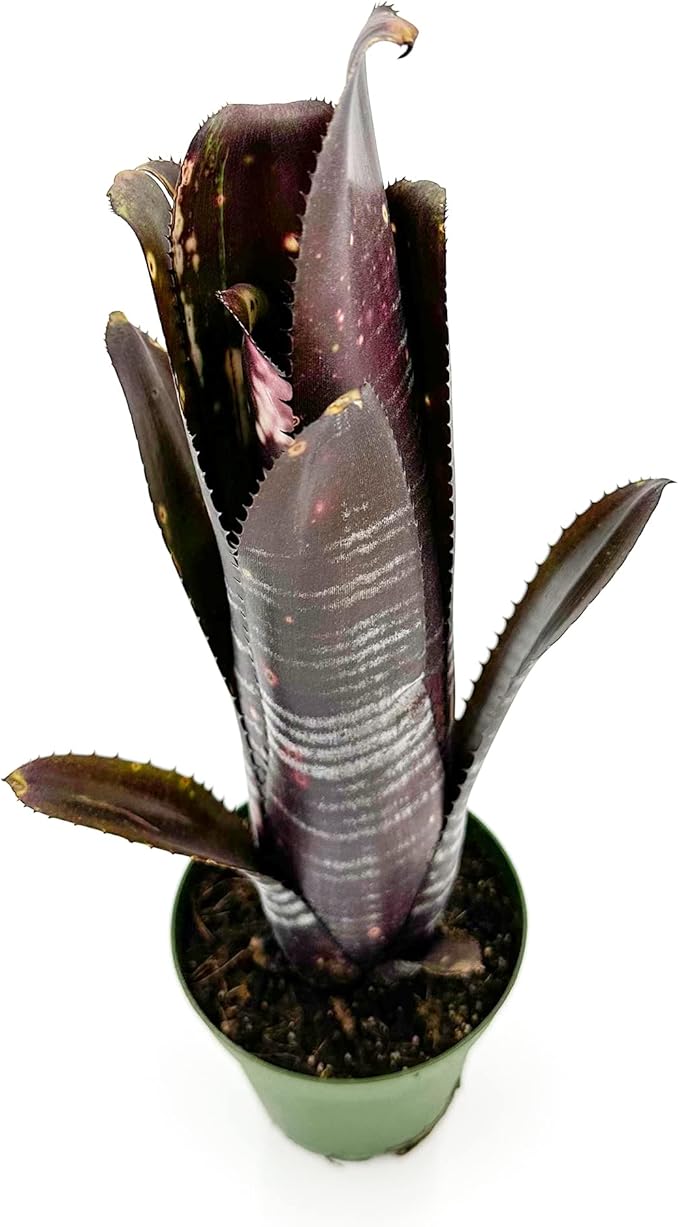 ragnaroc Live Plants – Bromeliad Billbergia Darth Vader, 8-12" in 4" Pot - 1ct - Live Arrival Guaranteed - House Plants for Home Decor & Gift