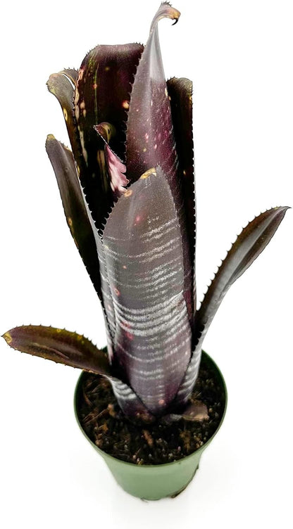 ragnaroc Live Plants – Bromeliad Billbergia Darth Vader, 8-12" in 4" Pot - 1ct - Live Arrival Guaranteed - House Plants for Home Decor & Gift