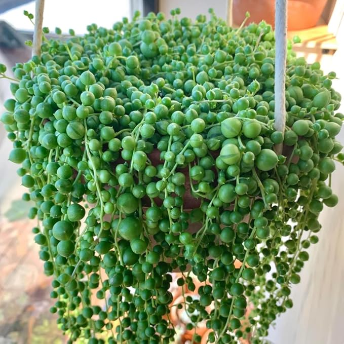 String of Pearls Plant Live 4 Inch Pot, Rare Succulents Plants in Hanging Baskets, Trailing Succulent Houseplant for Home Office (String of Pearls)