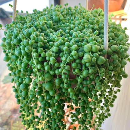 String of Pearls Plant Live 4 Inch Pot, Rare Succulents Plants in Hanging Baskets, Trailing Succulent Houseplant for Home Office (String of Pearls)