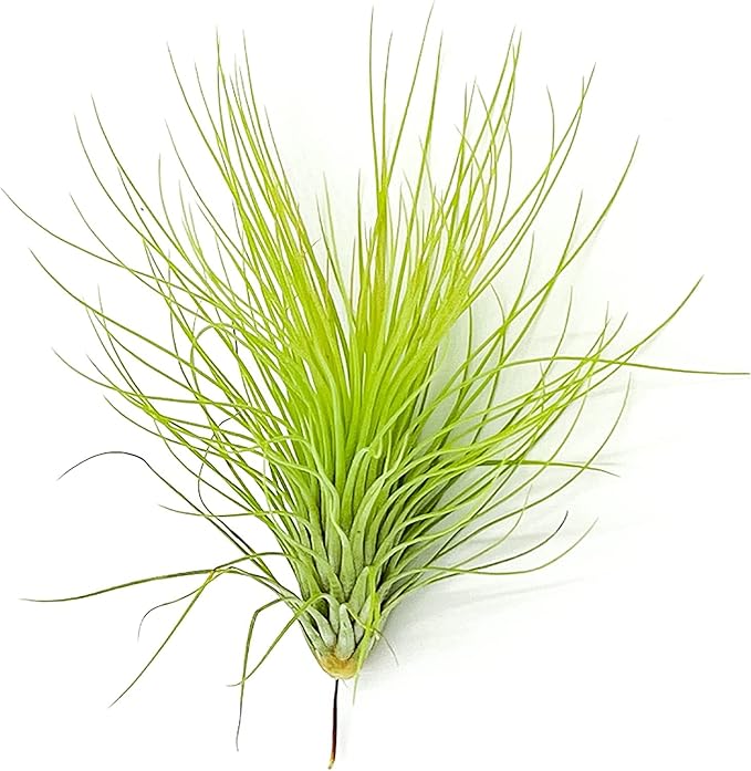 ragnaroc Air Plants - Tillandsia Andreana, Large 4-6" - 3ct - Live Arrival Gauranteed - House Plants for Home Decor & Gift