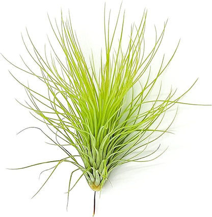 ragnaroc Air Plants - Tillandsia Andreana, Large 4-6" - 5ct - Live Arrival Gauranteed - House Plants for Home Decor & Gift