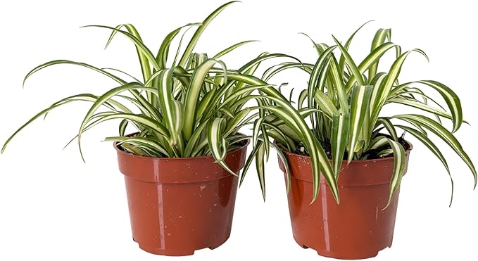 Easy to Grow Spider Plant Variegated - 2 Potted Houseplants in Grower Pots, Indoor Outdoor Low Maintenance