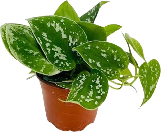 Pothos Satin | Live Plant in a 4 Inch Growers Pot, Live Indoor, Easy to Grow, Easy to Care, and Low Maintenance Houseplant