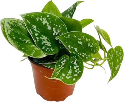 Pothos Satin | Live Plant in a 4 Inch Growers Pot, Live Indoor, Easy to Grow, Easy to Care, and Low Maintenance Houseplant