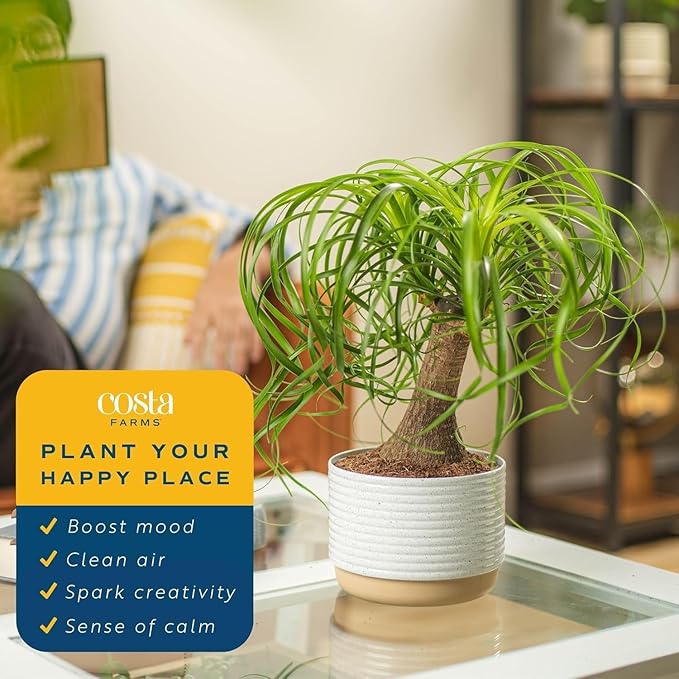 Costa Farms Ponytail Palm Live Plant in Decorative Pot, Easy to Maintain Indoor Houseplant, Perfect for Home, Room, or Office Decor, Great House Warming or Birthday Gift, 12-22 Inches Tall
