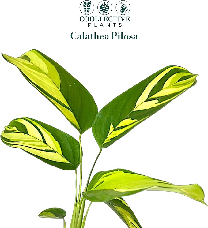 Calathea Pilosa | Live Plant in a 6″ Growers Pot, Live Indoor Houseplant, Easy to Grow, Easy Care, Low Maintenance, Includes UniHeat Pack for Winter Protection
