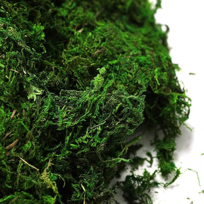Byher 92926 Preserved Forest Moss, Fresh Green (16OZ)