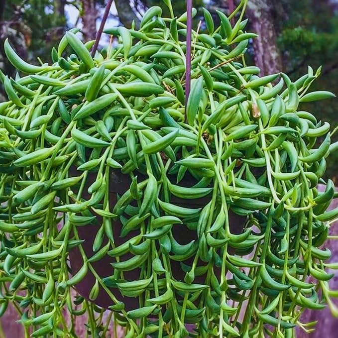 String of Banana Live Plants, Easy Indoor Trailing Succulent in 4" Pot, Hanging Succulent Houseplant Indoor Outdoor Planting