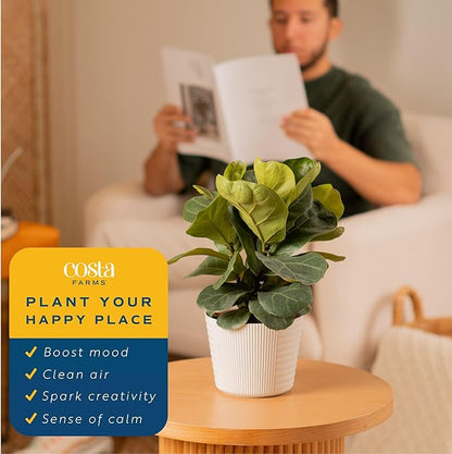 Costa Farms Little Fiddle Leaf Fig Live Plant in Decorative Pot, Indoor Houseplant, Perfect for Home, Room, or Office Decor, Great House Warming or Birthday Gift, 12-18 Inches Tall
