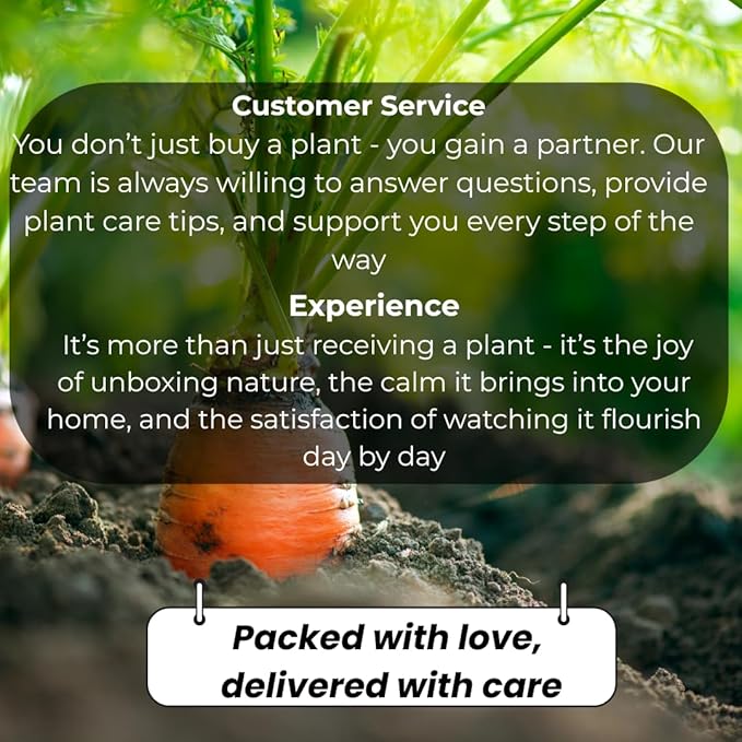 Live Aloe Vera Plant Succulent Trees | Aloe Vera Chinensis in Size 2 Pot | Suitable for Indoor or Outdoor Garden | Easy-Growing Aloe Vera Pen Plant Ideal for Home Décor