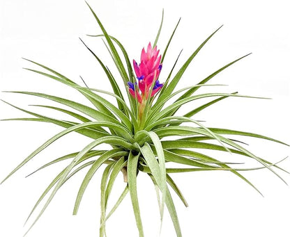 Air Plants - Flowering Tillandsia Stricta Large 5" - 5ct - Live Arrival Guaranteed - House Plants for Home Decor & Gift