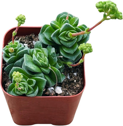 Succulents Plants Live 2inch Live Mini Succulent Plants, Easy Care House Plants Rooted in Succulent Soil Mix, by The Succulent Cult (Crassula Susannae *Rare*, 2 Inch)