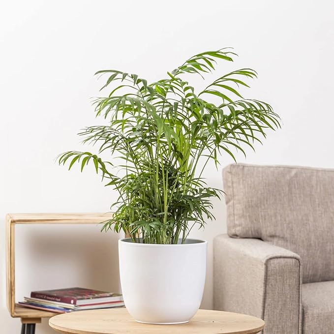 Seeds Parlor Palm Chamaedorea Indoor Perennial Tree