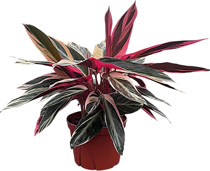 CoollectivePlants Stromanthe Triostar – Live Plant in 6″ Growers Pot, Easy Care Indoor Plant, Low Maintenance Houseplant, Rare House Plants Live
