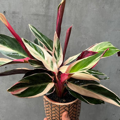Tricolor Prayer Live Plant, Perennial Plant 4-8 Inches, Indoor Tricolor Prayer Plant Live for Garden, Foliage Starter Houseplant