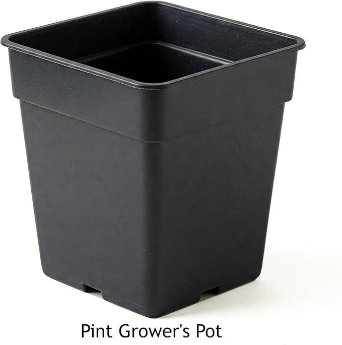 Easy to Grow Spider Plant Variegated - 2 Potted Houseplants in Grower Pots, Indoor Outdoor Low Maintenance