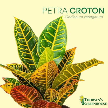 Thorsen's Greenhouse Live Petra Croton Plant, Codiaeum Variegatum, Colorful Foliage, Live Indoor Houselant (Brushed Silver, 4-inch Pot)
